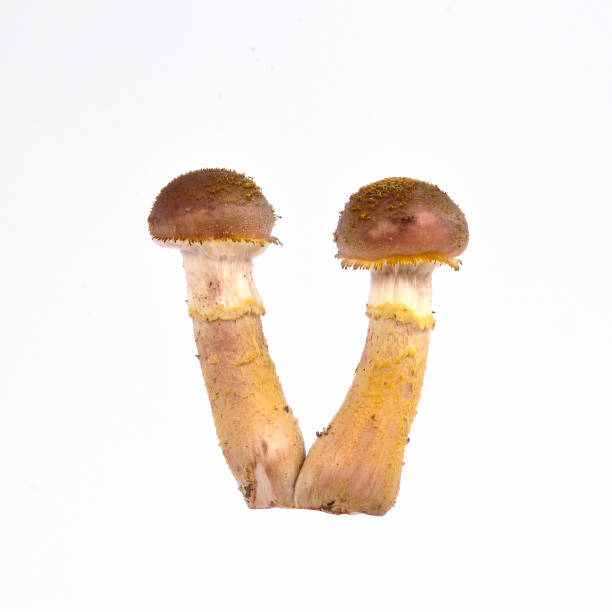 Mushrooms isolated on a white background. Food concept