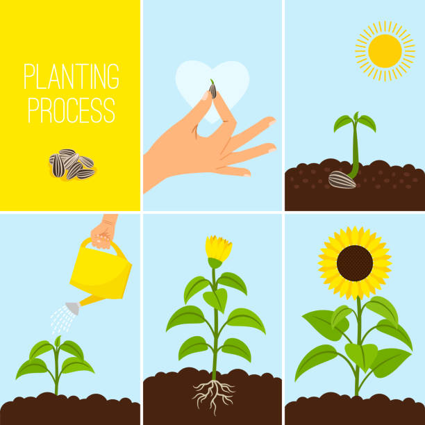 ilustraciones, imágenes clip art, dibujos animados e iconos de stock de proceso de siembra de la flor - growth development sunflower progress