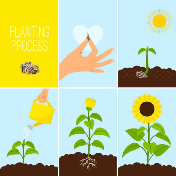 Vector illustration of Flower planting process