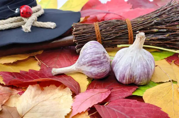 Garlic against the evil spirit on the autumn leaves