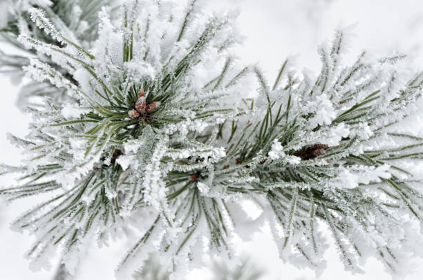 istock Pine needles covered with frost in the winter woods 862468878