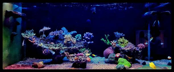 istock Coral reef aquarium tank 862471508