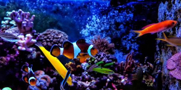 istock The most popular saltwater fish in the world 862471822