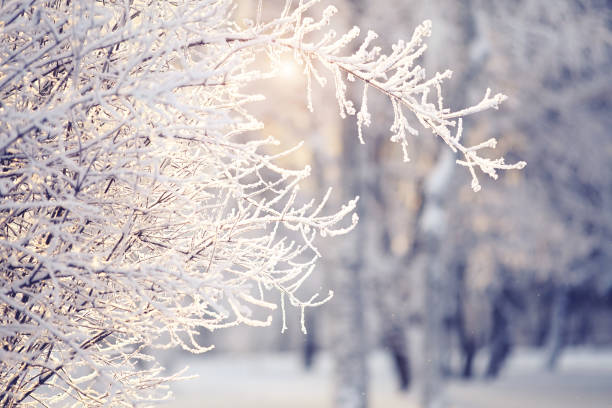 istock Branches in hoarfrost and snow in the winter 862472334