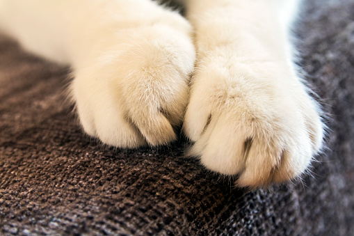 Cat paws closeup