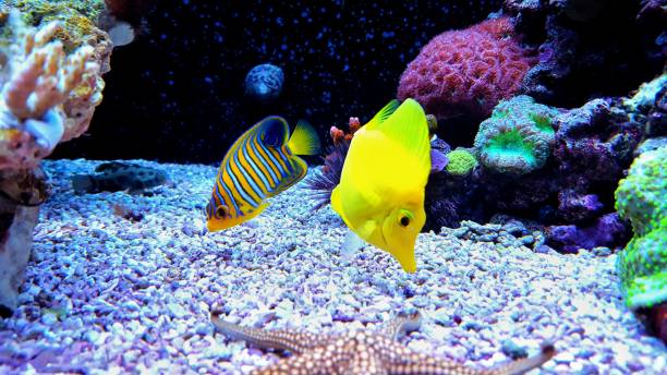 istock Yellow tang and regal Angelfish 862472666