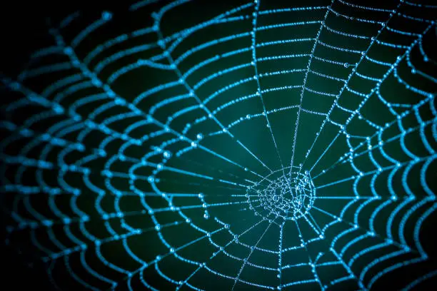 Photo of Detail of spooky cobweb on a dark night background