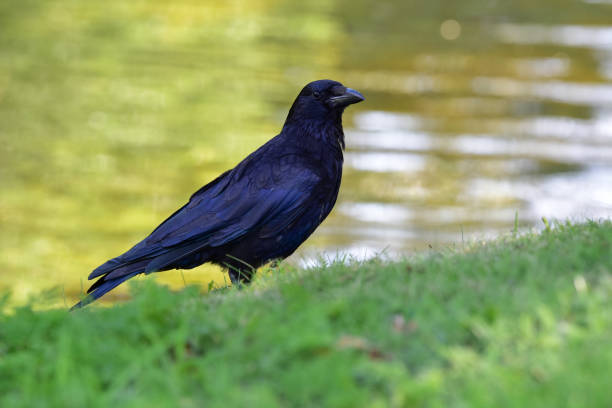 Black crow, Corvus corone, common crow stock photo