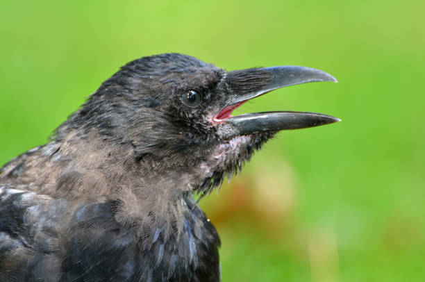 Black crow, Corvus corone, common crow stock photo