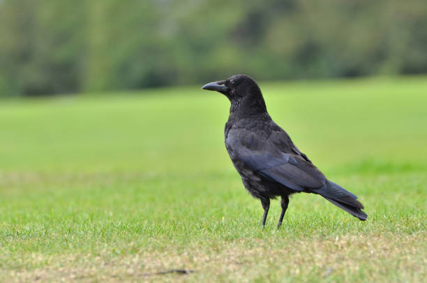 Black crow, Corvus corone, common crow stock photo