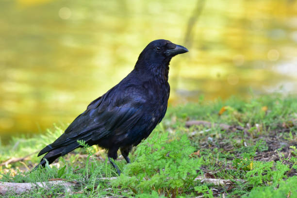 Black crow, Corvus corone, common crow stock photo