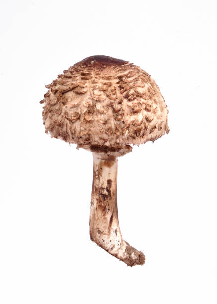 istock Mushrooms isolated on a white background. Food concept. 862477428