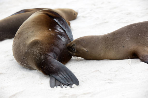 istock Galapagos Sea Lion 862483718
