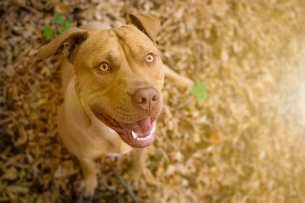 Happy dog looking up - Autumn portrait Happy dog looking up - Autumn portrait american stafford pitbull dog stock pictures, royalty-free photos & images