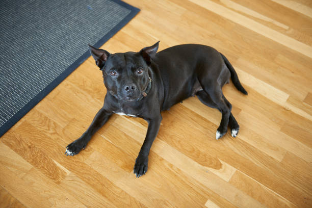 istock Dog on hard wood floor 862484518