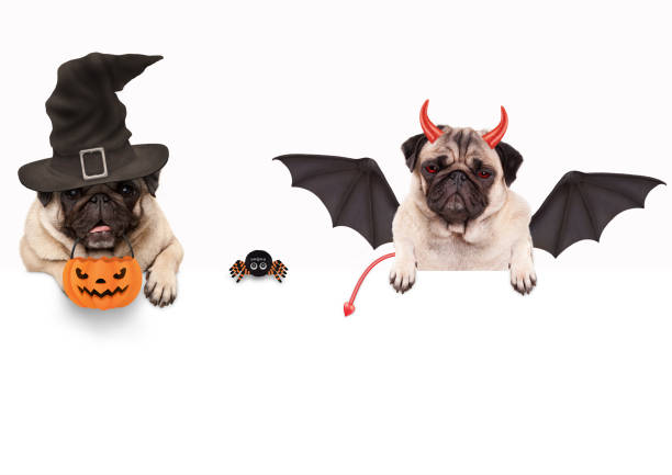 istock funny pug dog dressed up for halloween with spider and pumpkin basket, isolated objects 862494974