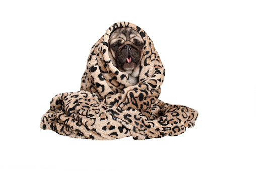 cute pug puppy dog sitting down, rolled up in fuzzy blanket, coughing, having a cold, isolated on white background