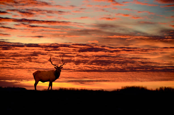 istock Bull elk and winter orange sunset,     copy space 862498724