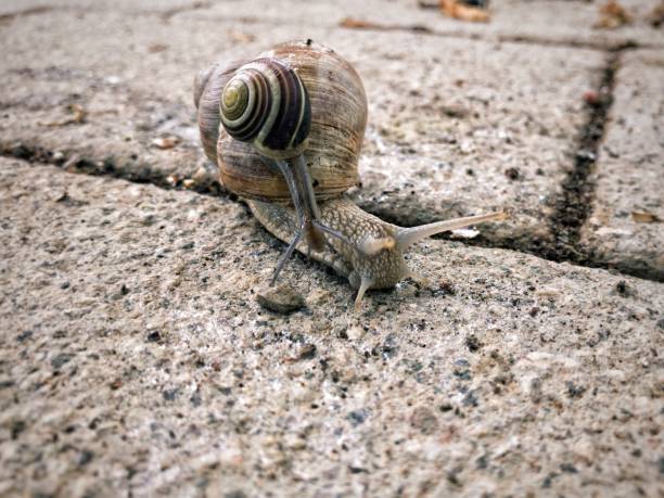 Snail on a Snail stock photo