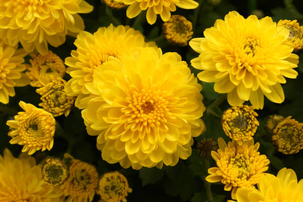 crisantemo amarillo como fondo - yellow chrysanthemum fotografías e imágenes de stock
