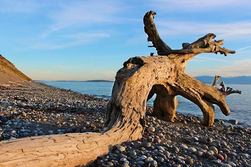 Driftwood and beach pebbles on a Whidbey Island, Washington beach.
