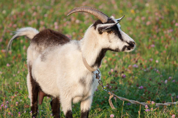 istock A goat grazing on the meadow on a leash 862500566