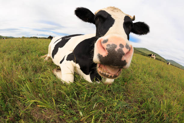 istock curious cow looking at the camera on the grassland 862514408