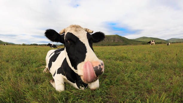 istock curious cow looking at the camera on the grassland 862514830
