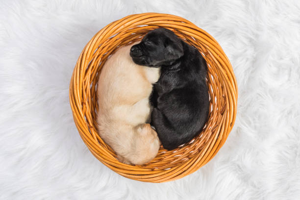 A Black and a Yellow Labrador puppy sleeping in a wicker basket - 4 weeks old