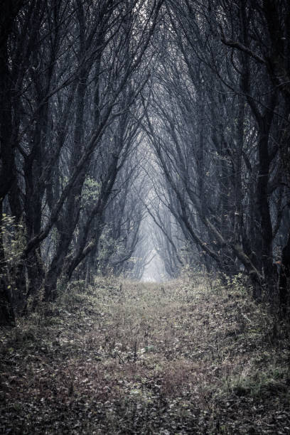 istock Beautiful autumn forest landscape 862522096