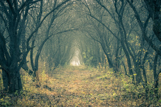 istock Beautiful autumn forest landscape 862522244