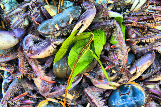 istock Crabs, delicious from Parnaiba's Delta. 862525096
