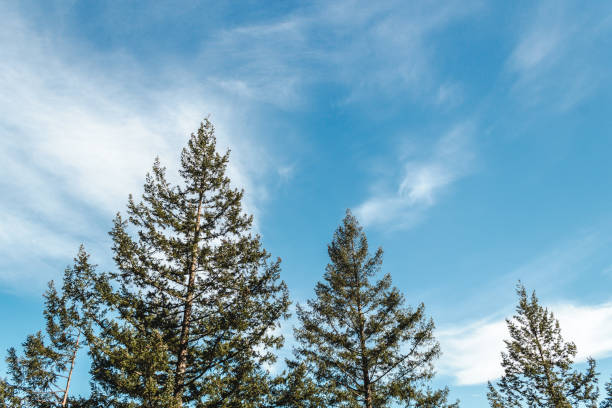 istock Trees near Quarry Rock at North Vancouver, BC, Canada 862529294