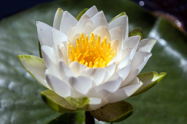 istock Close up white and yellow waterlily 862531940