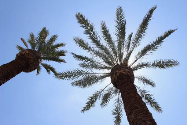 istock Low Angle View of Tropical Palm Trees 862534924