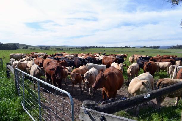 el grupo de vacas en una granja en tarrawara, australia - cowboy blue meadow horizontal fotografías e imágenes de stock