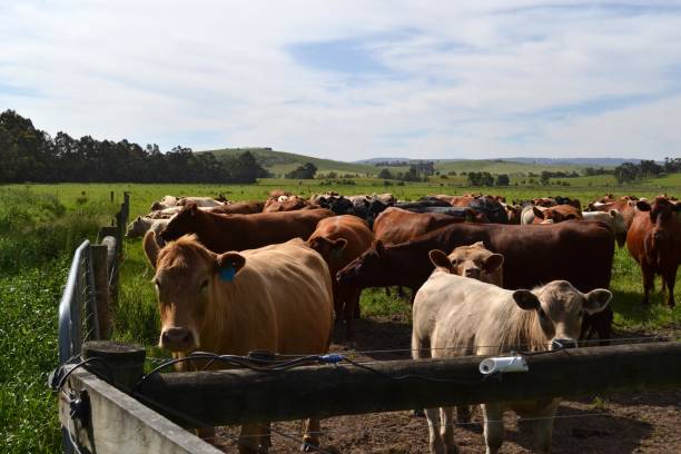 el grupo de vacas en una granja en tarrawara, australia - cowboy blue meadow horizontal fotografías e imágenes de stock
