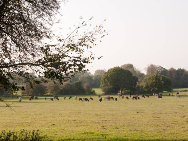 istock many dairy cows grazing in field on horizon with clear sky 862539020