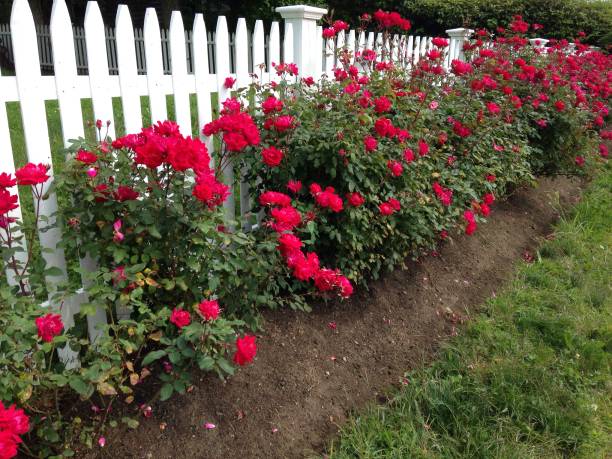 istock Roses along the fence 862541684
