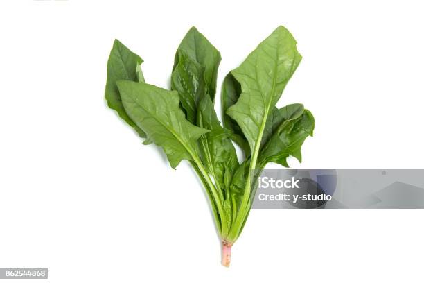 Spinach Stock Photo - Download Image Now - Spinach, Chiba Prefecture, Food