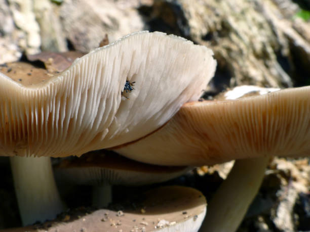 istock Insect Hiding In Gills 862545058