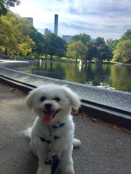 istock Puppy in Central Park 862545482