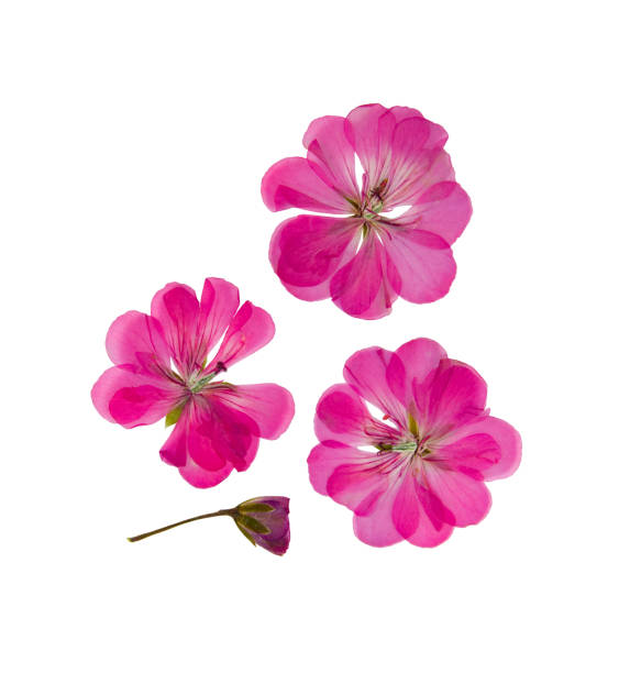 istock Pressed and dried delicate  lilac flowers of geranium (pelargonium) 862545590
