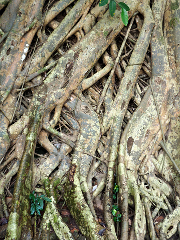 Large tree root brown on soil