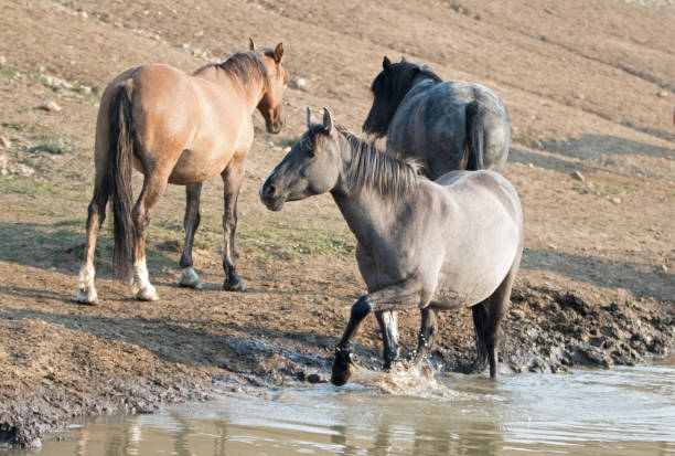 cheval jument gris argent grulla au niveau du trou d’eau dans la gamme de cheval sauvage pryor mountains dans le montana aux états-unis - organe interne dun animal photos et images de collection