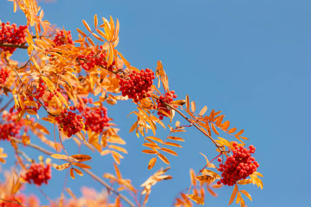 istock autumn rowan against the blue sky 862549566