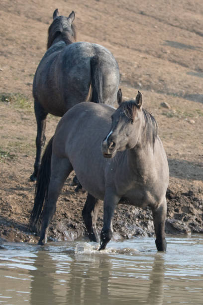 cheval jument gris argent grulla au niveau du trou d’eau dans la gamme de cheval sauvage pryor mountains dans le montana aux états-unis - organe interne dun animal photos et images de collection