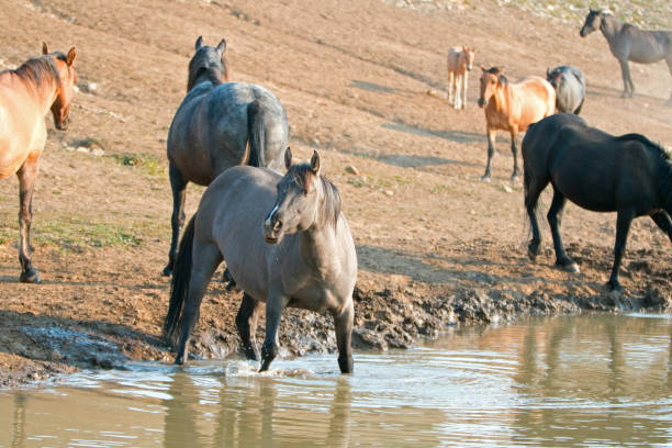 cheval jument gris argent grulla au niveau du trou d’eau dans la gamme de cheval sauvage pryor mountains dans le montana aux états-unis - organe interne dun animal photos et images de collection