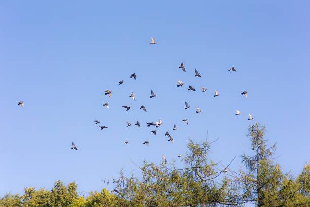 flock of pigeons in the sky flies over the trees