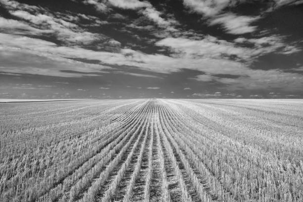 Harvested Grain Field stock photo